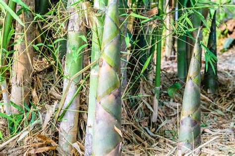 竹子 種植 設計